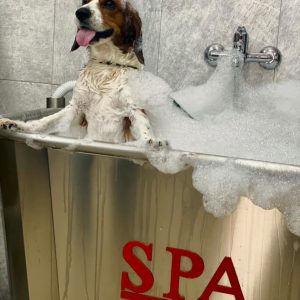 Taglio unghie per cane o gatto