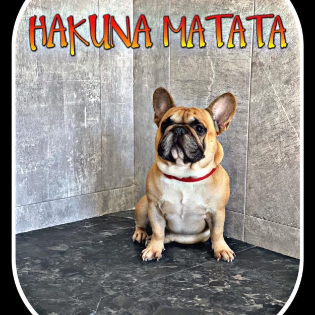 Hakuna Matata
